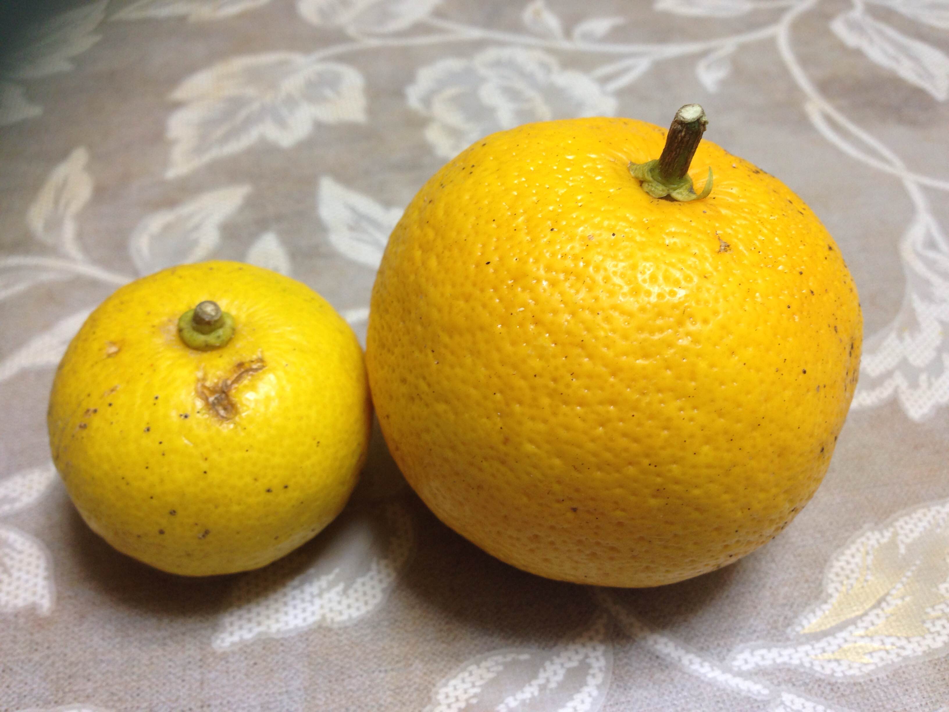 柚子の香りの話（3種類の香り） - - LC宮崎 和精油の蒸留 抽出